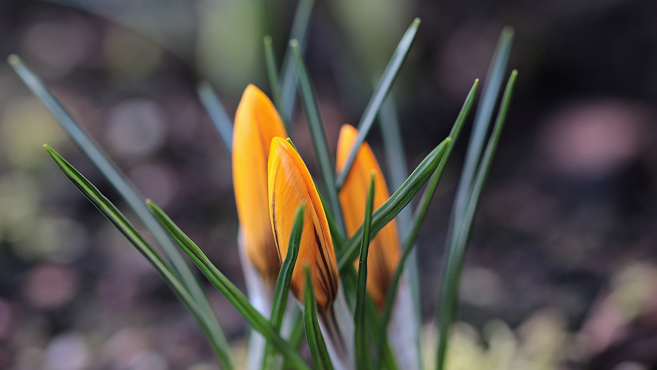 Sodas, Pavasaris, Crocus, Geltona, Gėlė, Augalas, Gamta, Geltona Gėlė, Flora, Žiedas