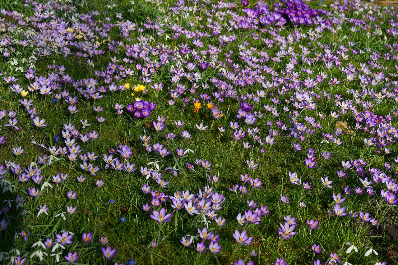 Sodas, Crocus, Pavasaris, Gėlės, Gamta, Ankstyvas Bloomer, Pavasario Gėlės, Pavasario Pabudimas, Gėlių Jūra, Frühlingsanfang