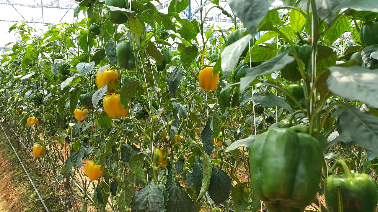 Sodas, Capsicum Sodas, Capsicum, Nemokamos Nuotraukos,  Nemokama Licenzija