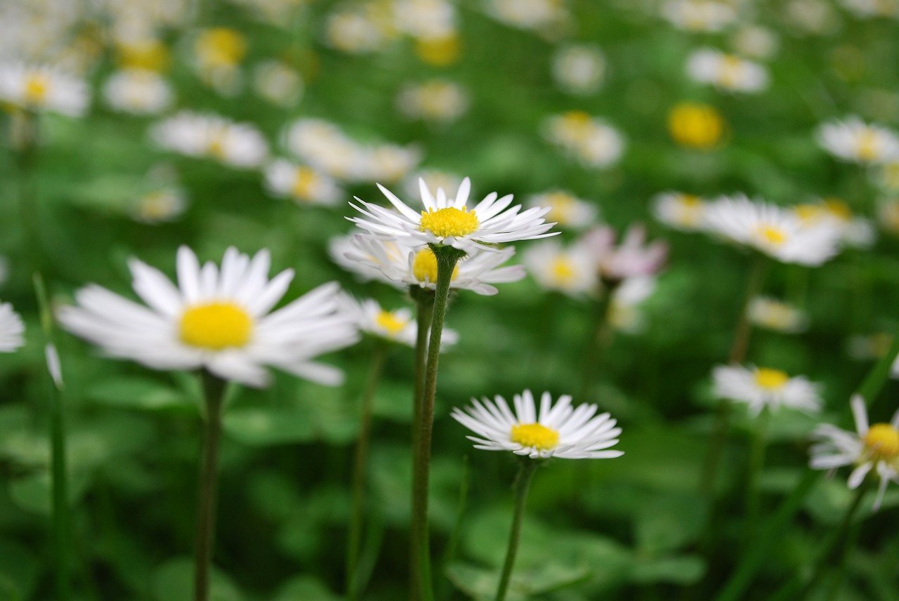 Sodas, Daisy, Augalas, Gėlė, Balta, Pavasaris, Žiedas, Žydėti, Pieva, Gamta