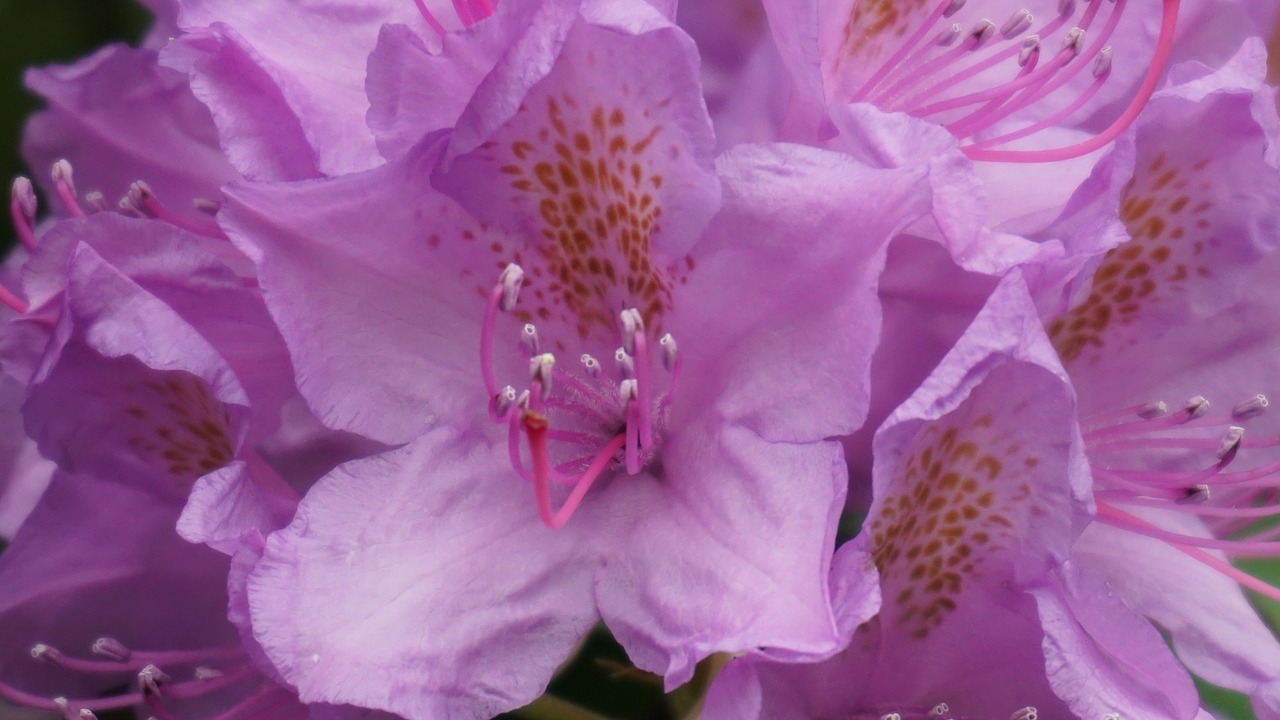 Sodas, Gėlės, Rožinė Gėlė, Flora, Nemokamos Nuotraukos,  Nemokama Licenzija