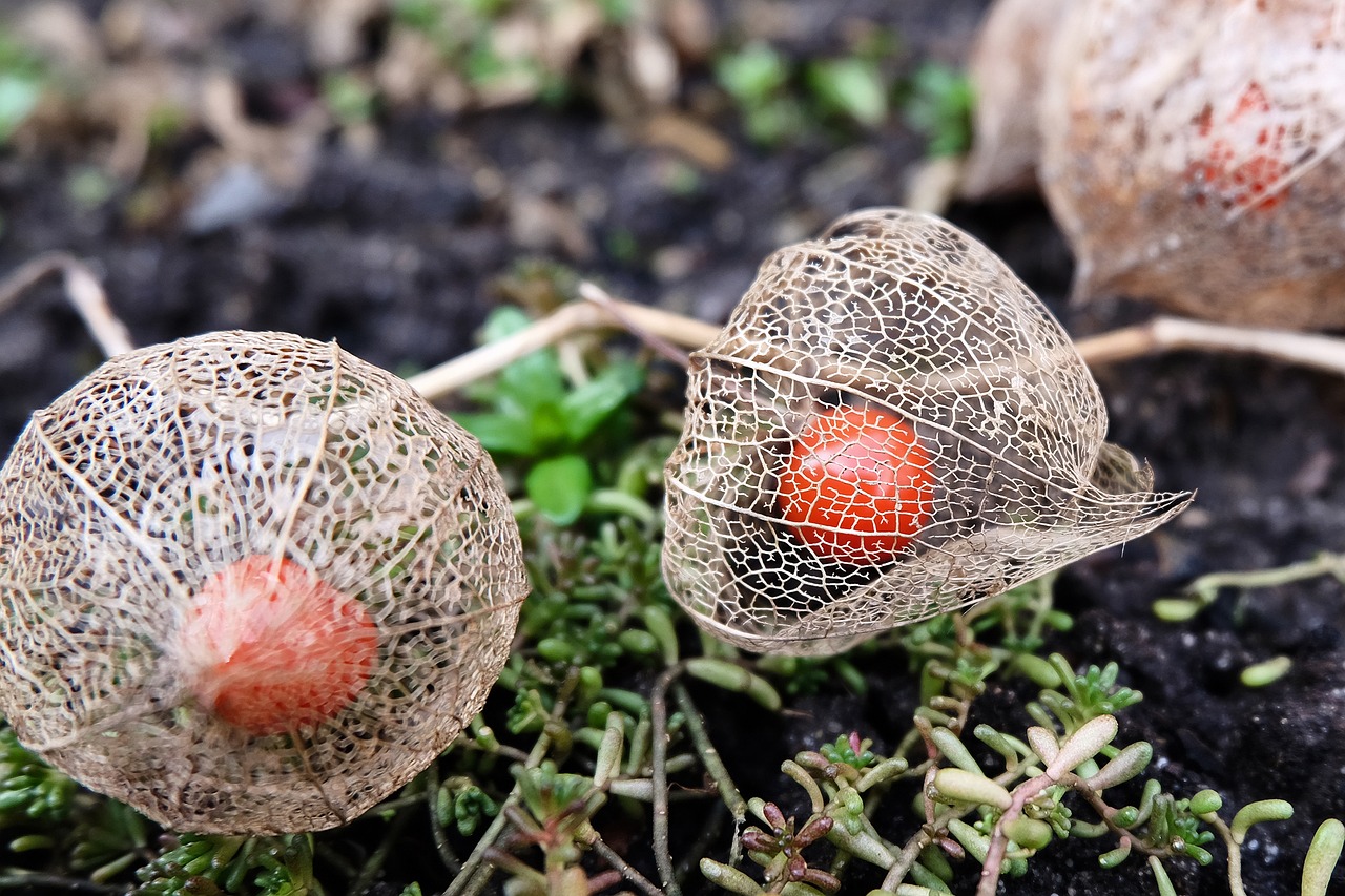 Sodas, Fizalis, Oranžinė, Lampionblume, Dekoratyvinis Augalas, Vaisių Forma, Ruduo, Kokonas, Uždaryti, Sodo Augalas