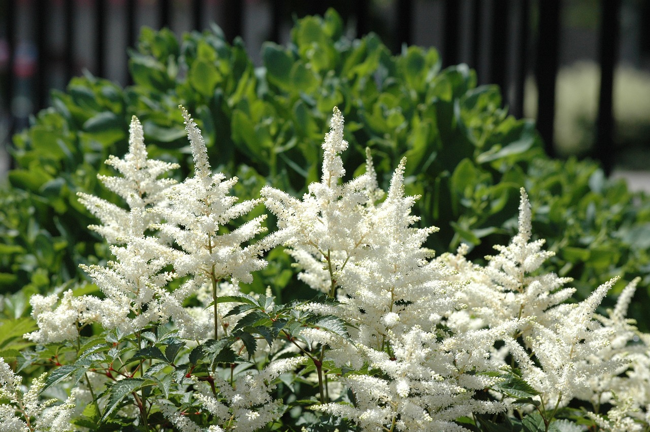 Sodas, Sodininkystė, Gėlės, Spirea, Vanhoutte, Balta, Grietinėlė, Geltona, Sedum, Rosaceae