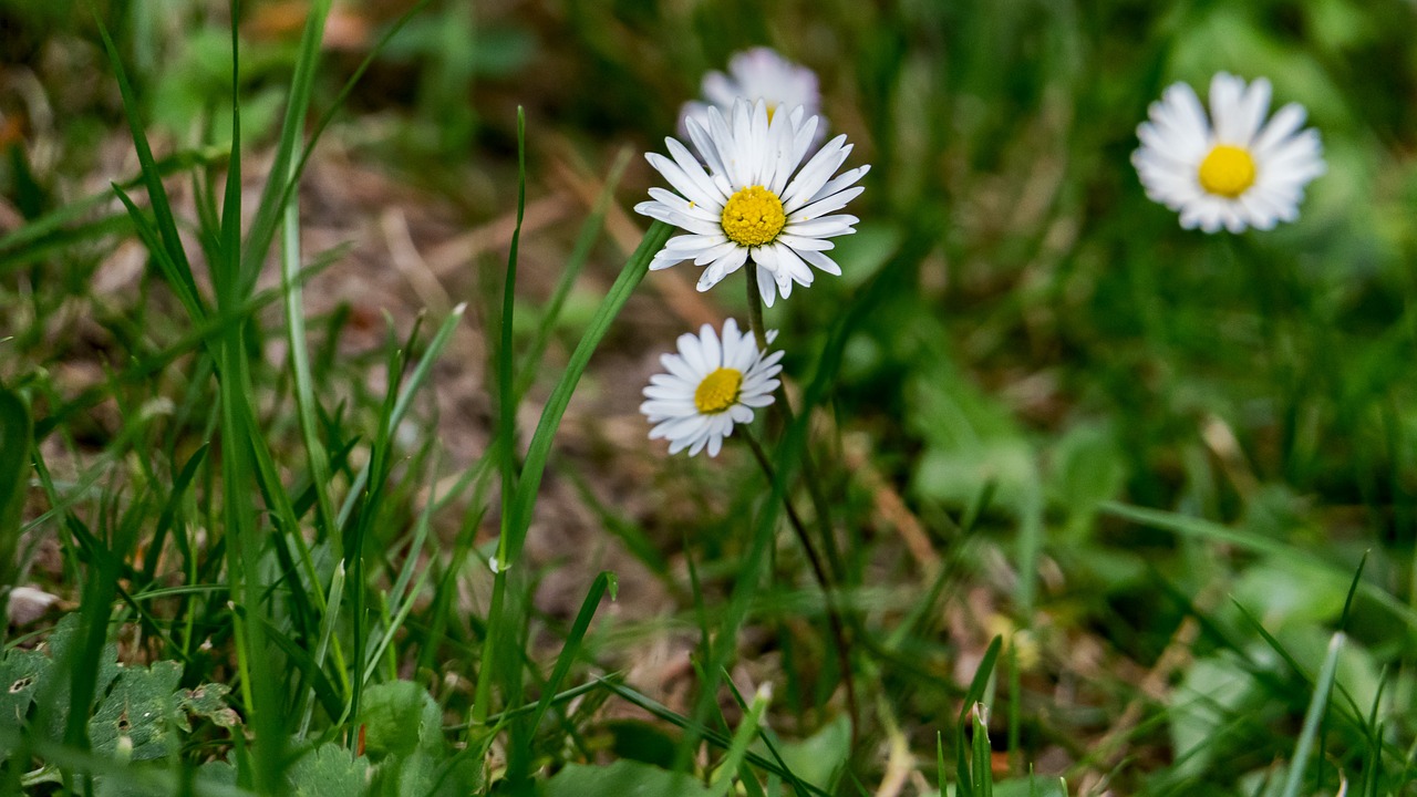 Sodas, Daisy, Augalas, Gėlė, Balta, Žiedas, Žydėti, Pieva, Gamta, Žalias