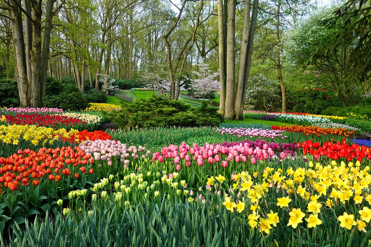 Sodas,  Gėlių Sodas,  Geliu Lova,  Tulpė,  Narcizas,  Dizainas,  Sodo Architektūra,  Formalus Sodas,  De Keukenhof,  Olandija