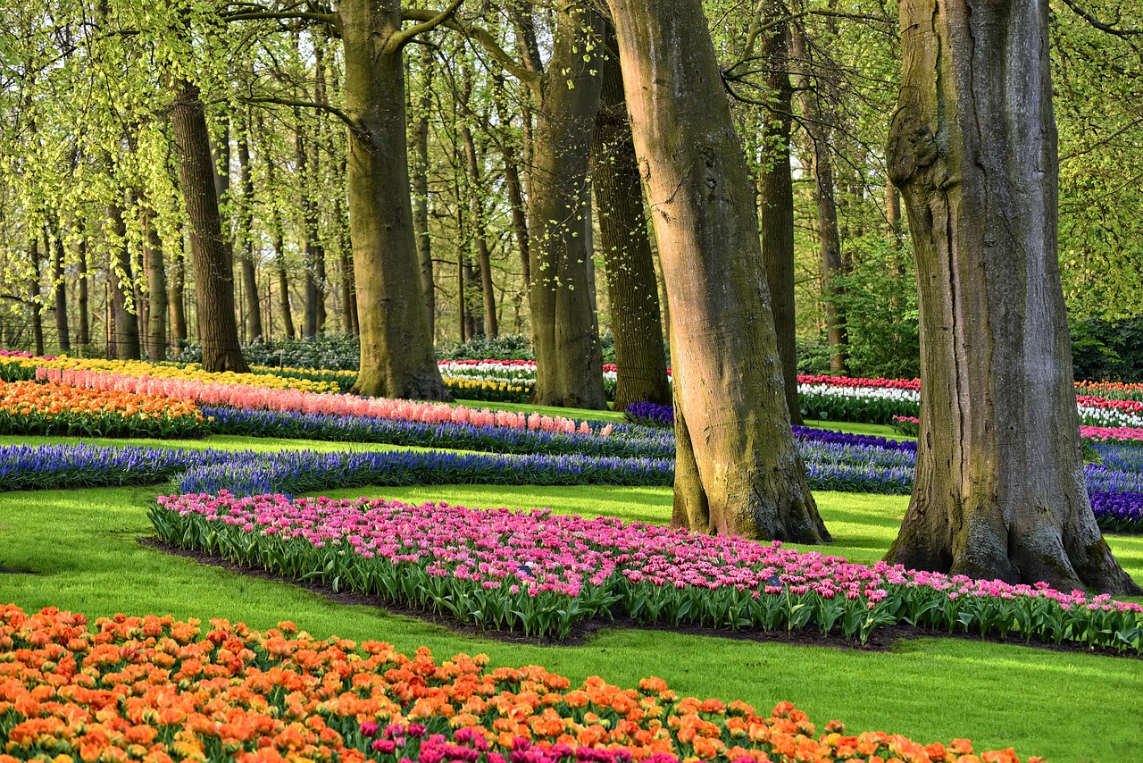 Sodas,  Gėlės,  Medžiai,  Tulpės,  Žolė,  Spyruokliniai Žiedai,  Spring Green,  Spyruoklė Laikas,  De Keukenhof,  Olandija