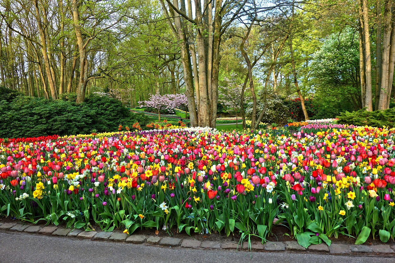 Sodas,  Gėlių Sodas,  Geliu Lova,  Tulpė,  Narcizas,  Dizainas,  Sodo Architektūra,  Formalus Sodas,  De Keukenhof,  Olandija