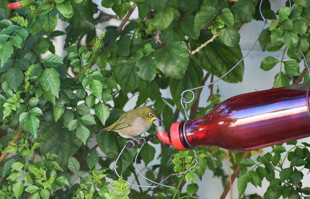 Sodas,  Paukštis,  Balta-Akių,  Paukštis-Išgeriu, Nemokamos Nuotraukos,  Nemokama Licenzija