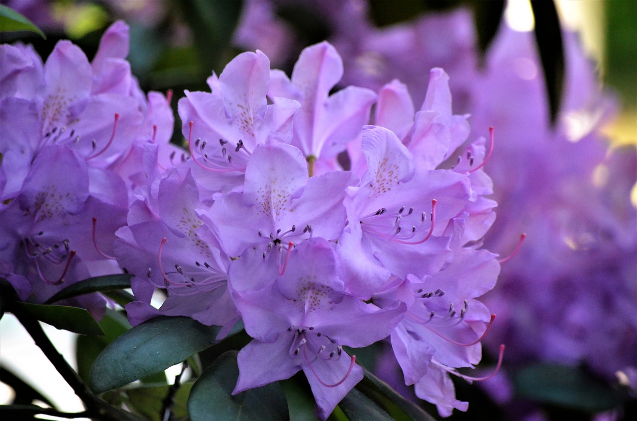 Sodas,  Gėlė,  Gėlės,  Pobūdį,  Pavasaris,  Violetinė Gėlė,  Spalva,  Rhododendron,  Žiedas, Nemokamos Nuotraukos