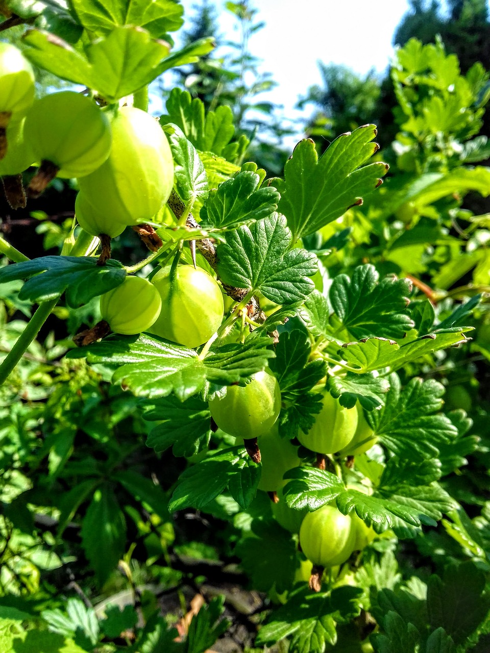 Sodas,  Agrastas, Nemokamos Nuotraukos,  Nemokama Licenzija