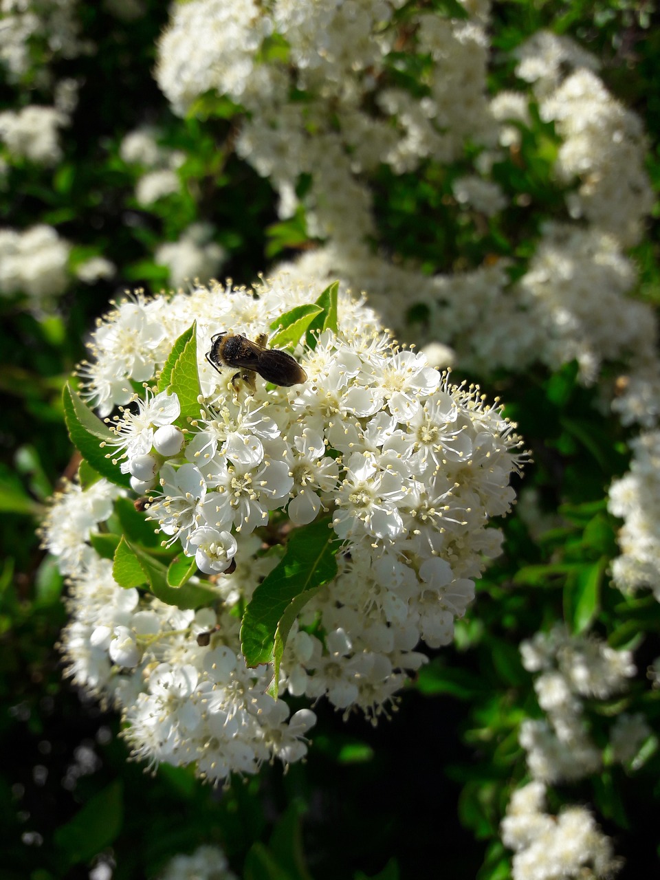 Sodas,  Žiedas,  Žydi,  Pobūdį,  Vasara,  Žydi,  Floros,  Baltos Spalvos,  Augalų,  Žiedlapis