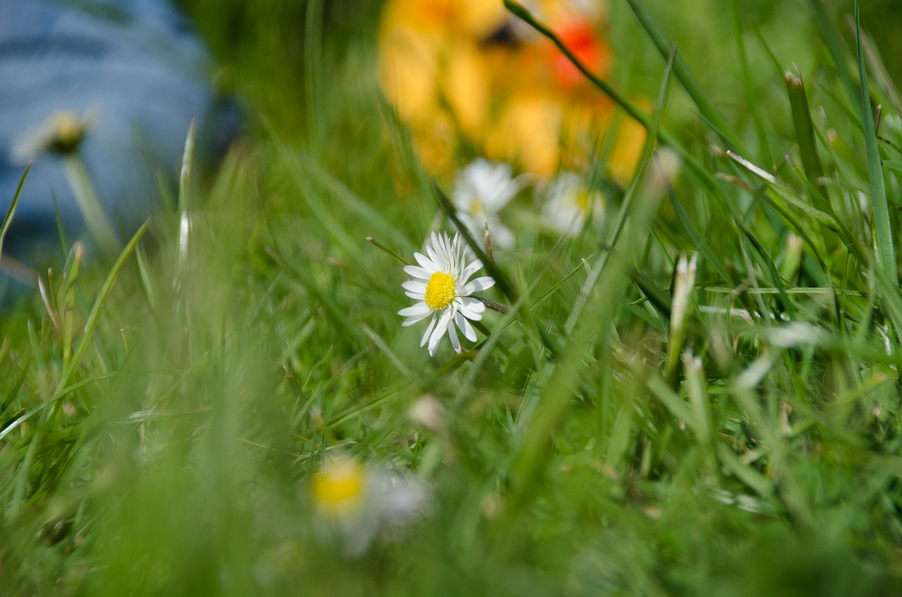 Sodas,  Vasara,  Gėlė,  Meadow,  Pavasaris,  Žaisti,  Antis,  Žydi,  Pobūdį,  Botanika