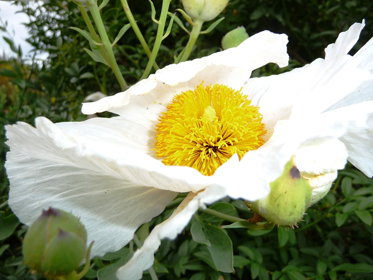 Sodas, Žiedas, Žydėti, Balta, Gėlė, Pistil, Gamta, Flora, Gražus, Žydėti