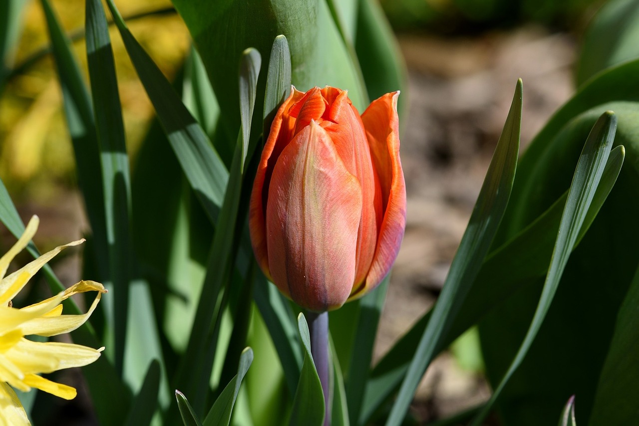 Sodas,  Pavasaris,  Gėlė,  Tulpė,  Oranžinė,  Žiedas,  Žydėti,  Schnittblume,  Pavasario Gėlė,  Uždaryti