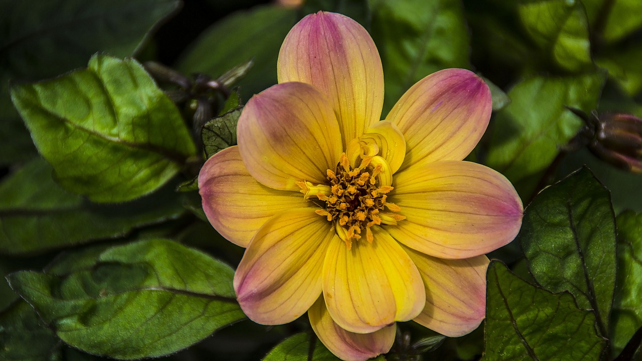 Sodas, Gėlė, Dahlia, Žiedas, Žydėti, Flora, Vasara, Vanduo, Gamta, Nemokamos Nuotraukos