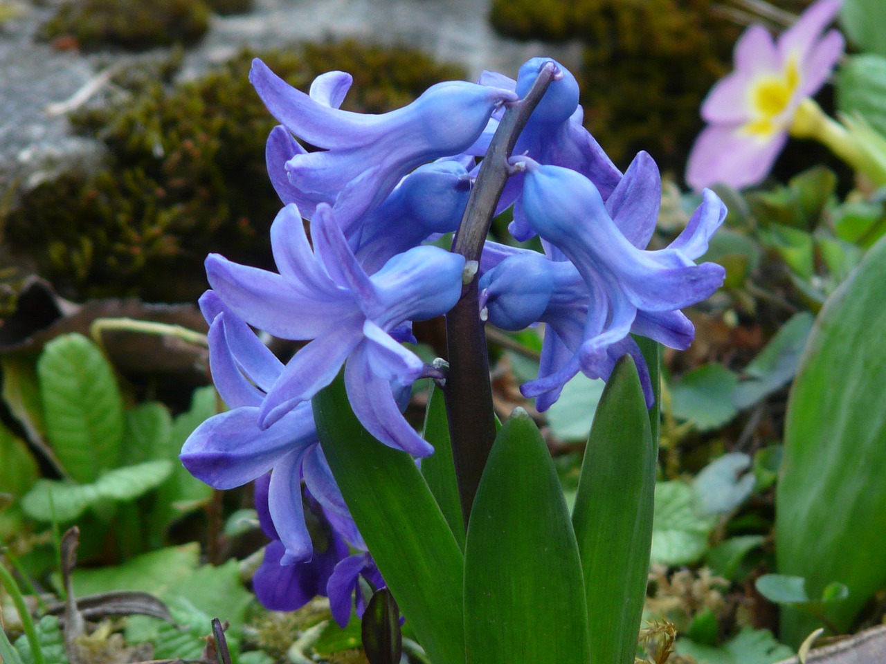 Sodo Hiacintas, Hyacinthus Orientalis, Hiacintas, Hyacinthus, Šparagų Augalas, Asparagaceae, Augalas, Kvepalai, Gėlė, Mėlynas