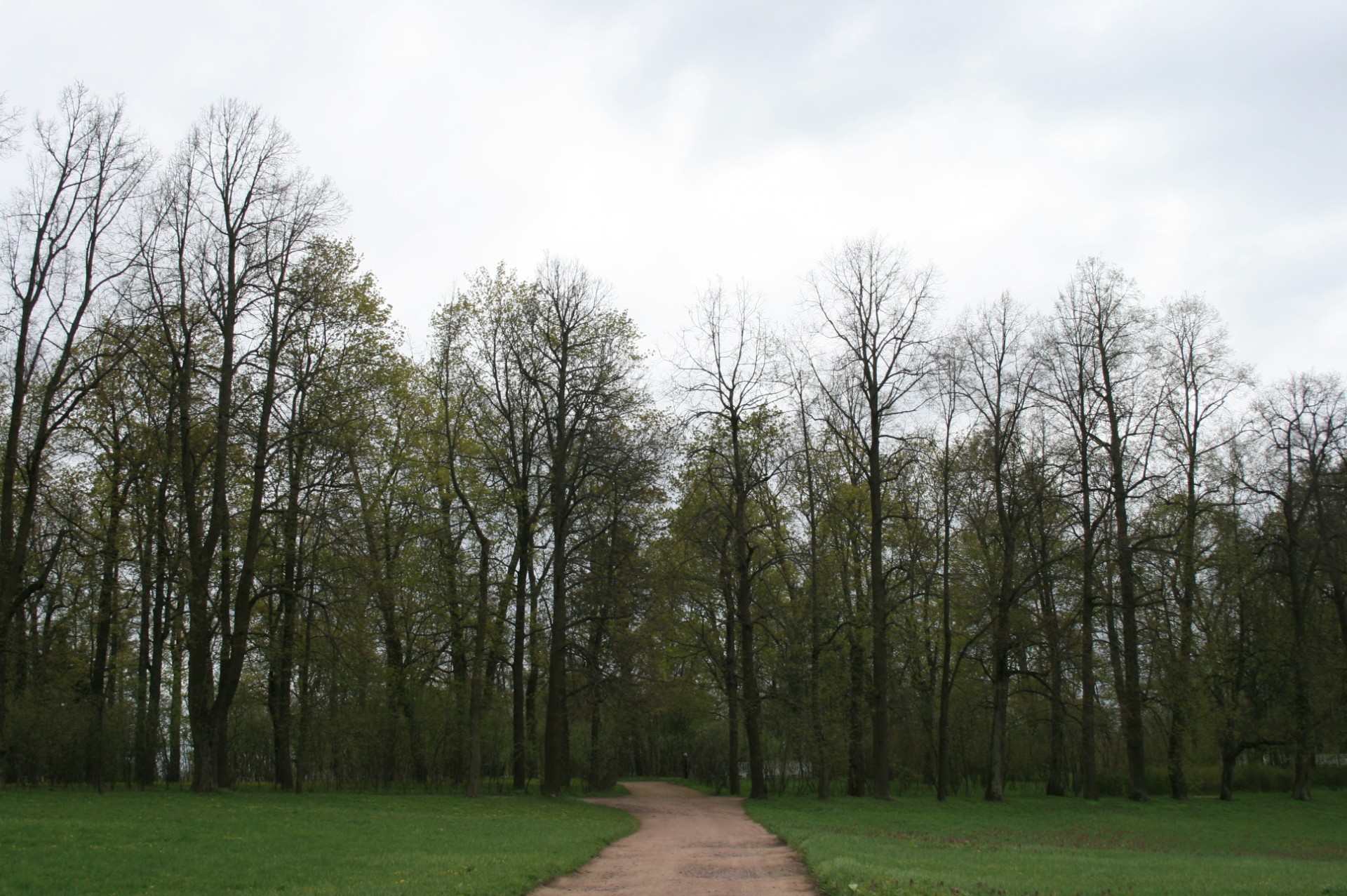 Kelias,  Pėsčiųjų,  Medžiai,  Sodas,  Sodo Takas Czarskoje Selo, Nemokamos Nuotraukos,  Nemokama Licenzija