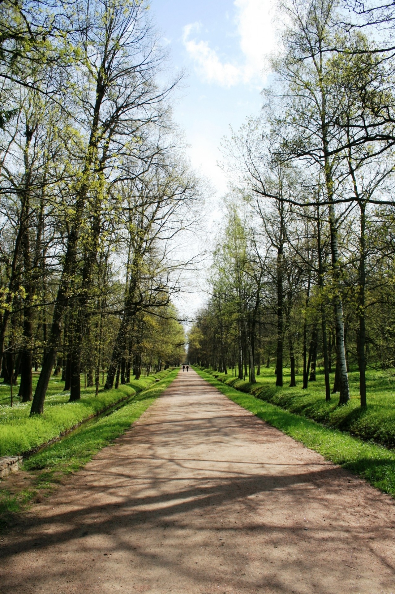 Kelias,  Pėsčiųjų,  Medžiai,  Eilutės,  Išklotos,  Sodas,  Sodo Kelias,  Peterhof, Nemokamos Nuotraukos,  Nemokama Licenzija