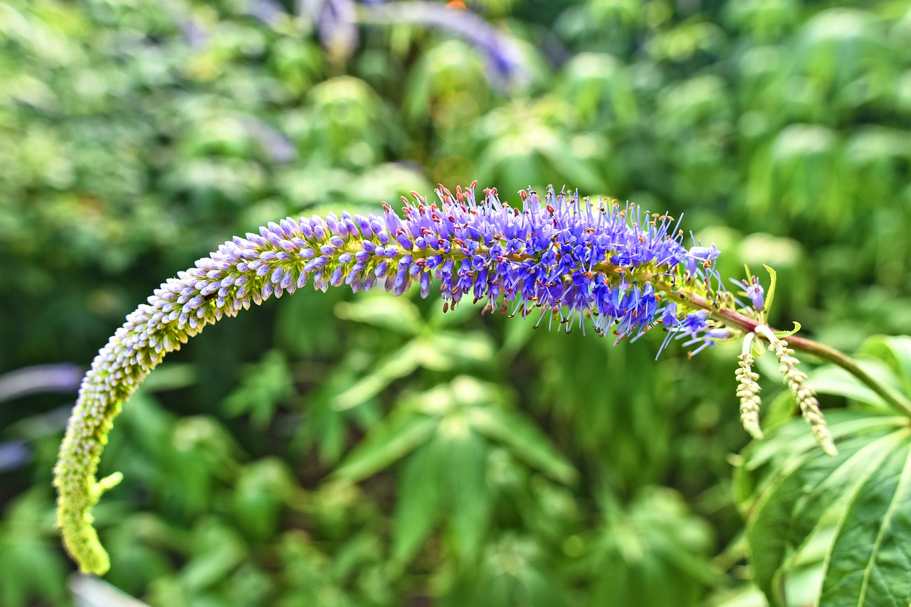 Sodo Veronika,  Longleaf Veronikų,  Gėlė,  Augalų,  Veronica Longifolia,  Žolinis,  Metinė,  Daugiamečių,  Plantaginaceae,  Vaistinio