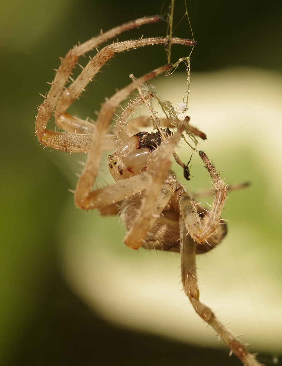 Sodo Voras, Karūnuotas Orb Audėjas, Kryžminis Voras, Diadem Spider, Fang, Maitinimas, Arachnid, Voras, Gamta, Ruda