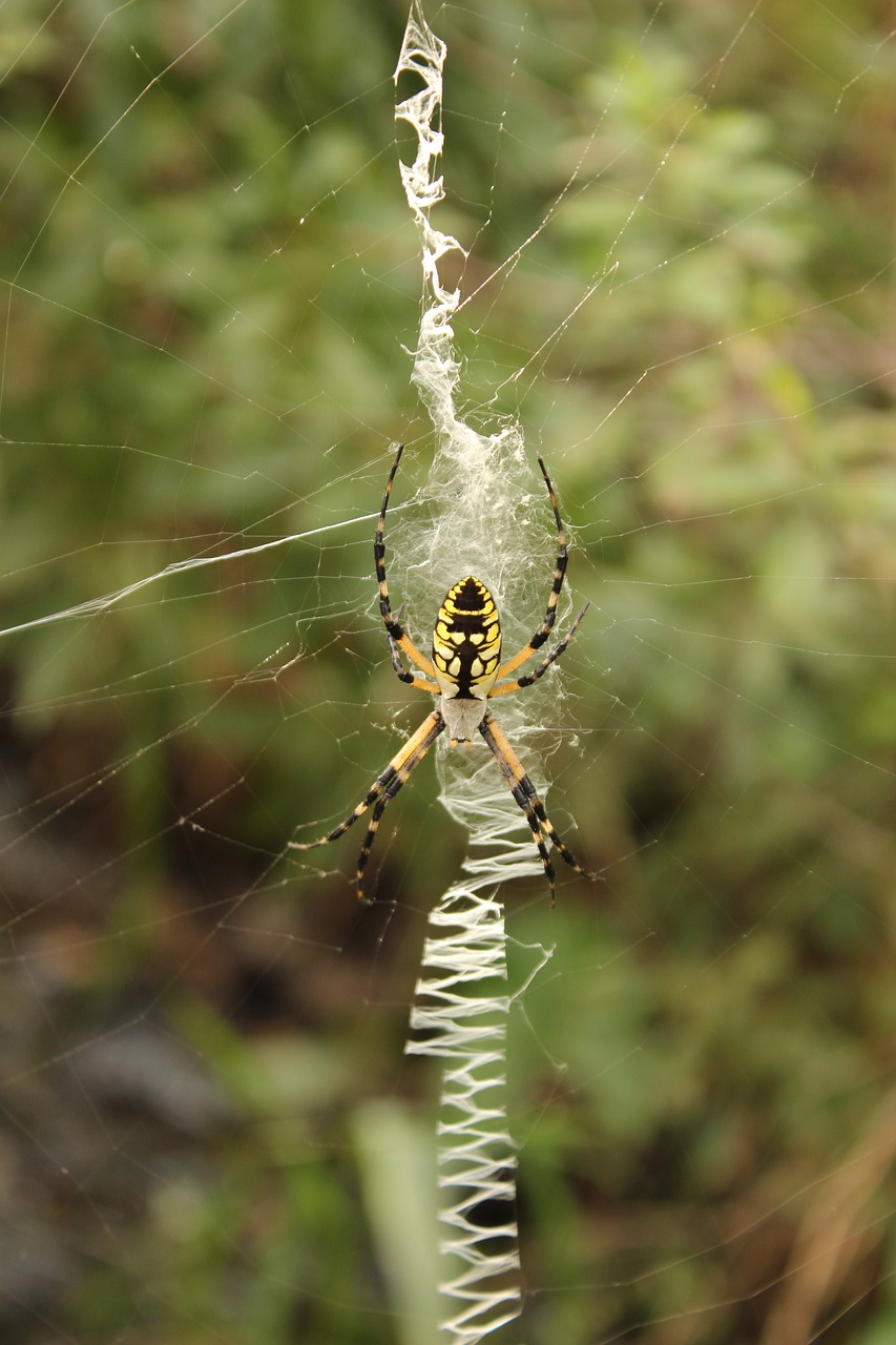 Sodo Voras, Geltona, Juoda, Internetas, Arachnid, Laukinė Gamta, Lauke, Makro, Voratinklis, Voratinklis