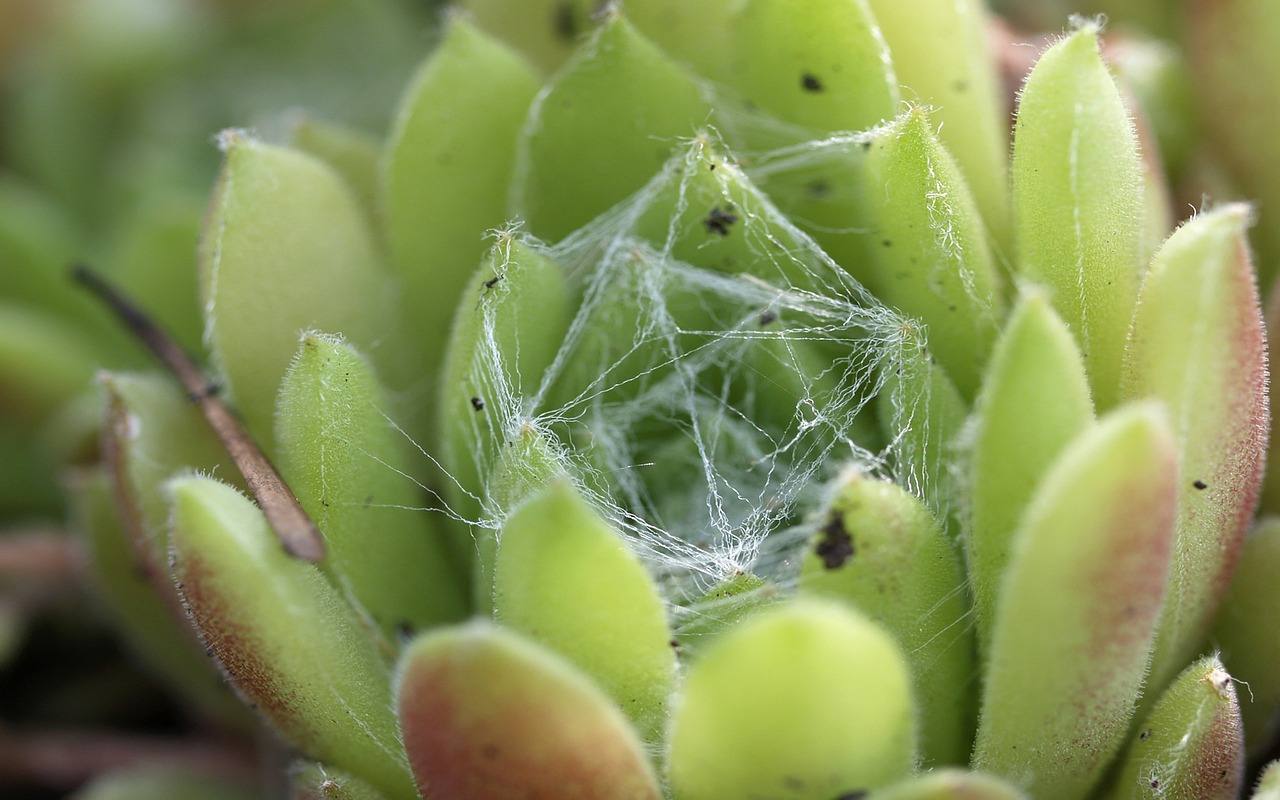 Sodo Spiderweb, Viščiukai Ir Vištos, Augalas, Natūralus, Žiedas, Žydėti, Botanikos, Ekologiškas, Botanika, Žolė