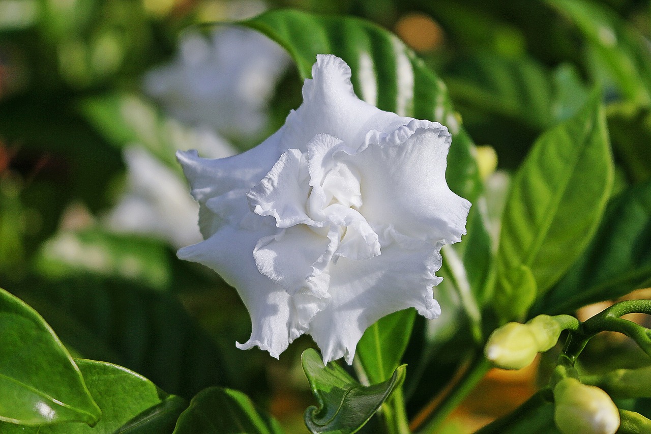 Gardėja, Balta Gėlė, Gardenia Jasminoides, Medis, Nemokamos Nuotraukos,  Nemokama Licenzija