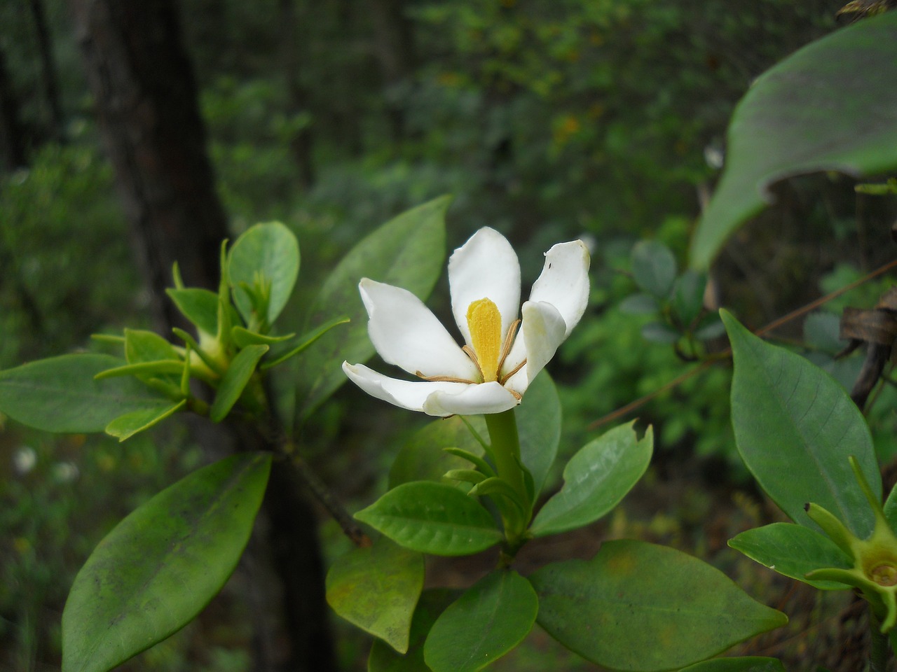 Gardenia,  Gėlė,  Augalas, Nemokamos Nuotraukos,  Nemokama Licenzija