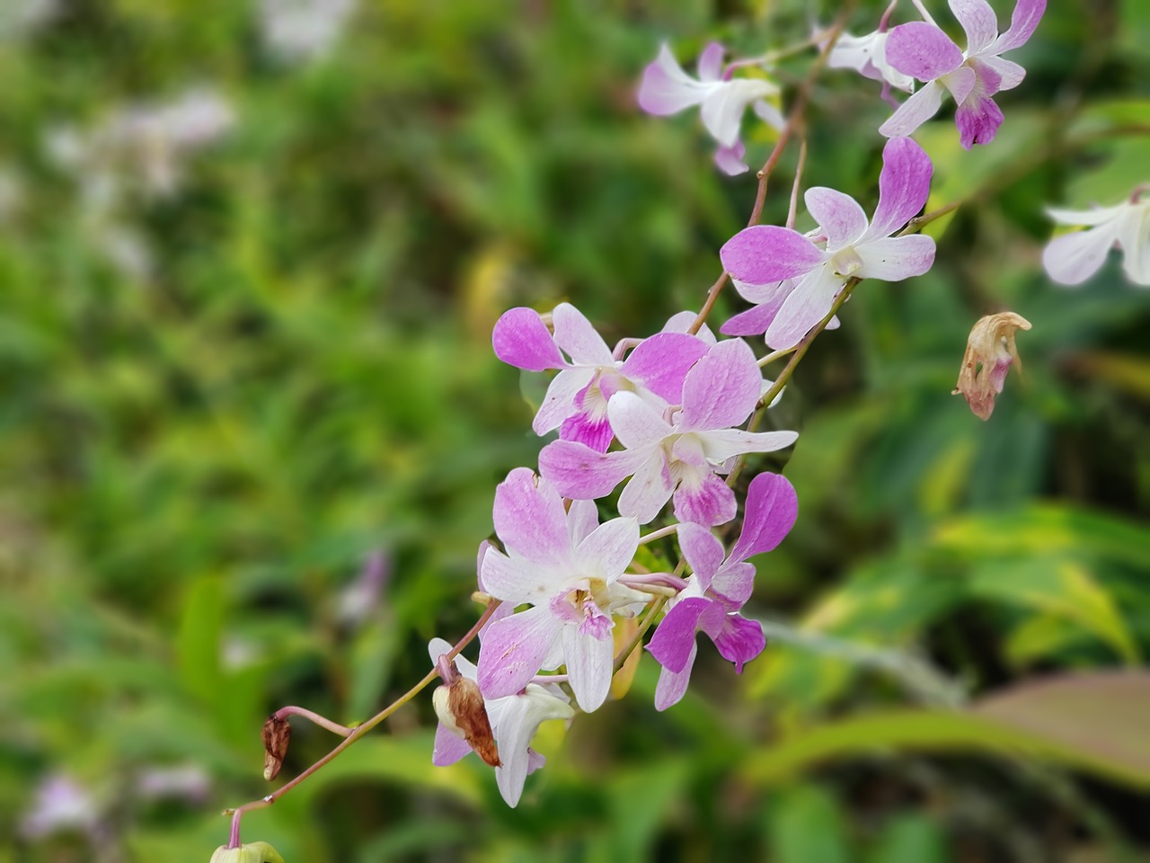 Sodai,  Gėlės,  Orchidėjos, Nemokamos Nuotraukos,  Nemokama Licenzija