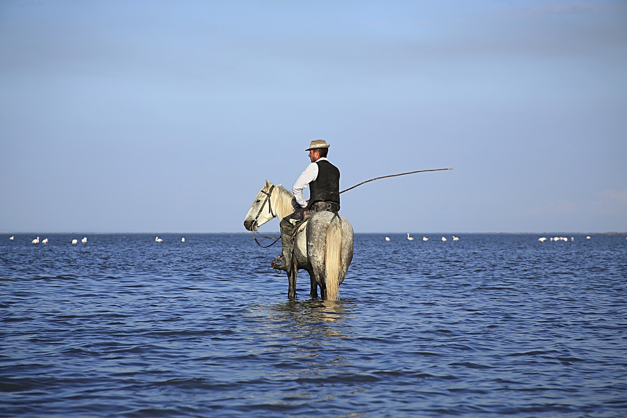 Globėjas, Arklys, Arkliai, Camargue, Gyvūnas, Balta, Kalibras, Gyvūnai, Upė, Vandens Planas