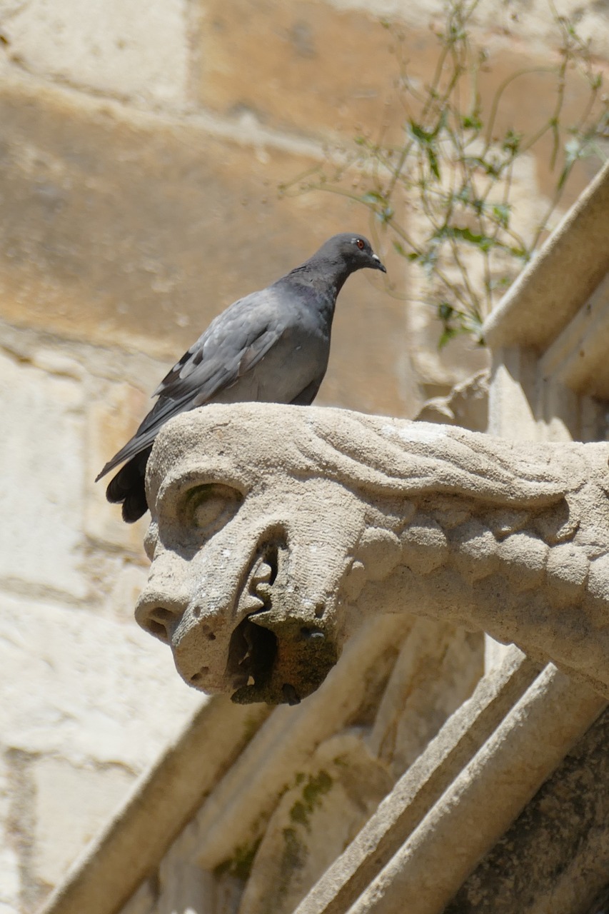 Gargoyle, Vandens Šaulys, Vanduo, Vandens Išleidimas, Nutekėjimas, Bažnyčia, Katedra, Architektūra, Apdaila, Balandis