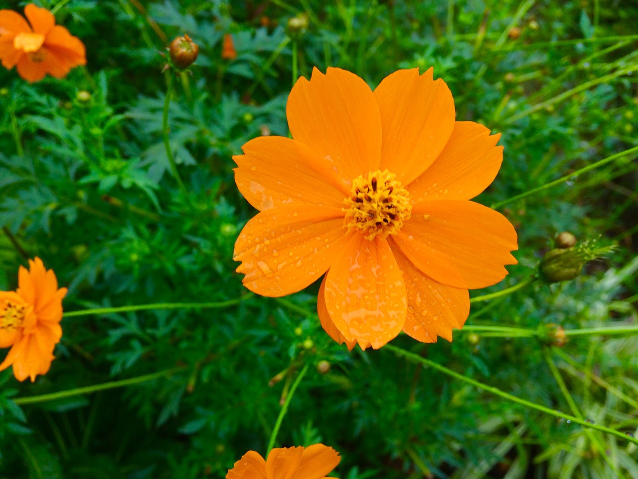 Girlianda Chrizantema, Gėlės, Oranžinis Lapelis, Žalias, 1 Ratas, Nemokamos Nuotraukos,  Nemokama Licenzija