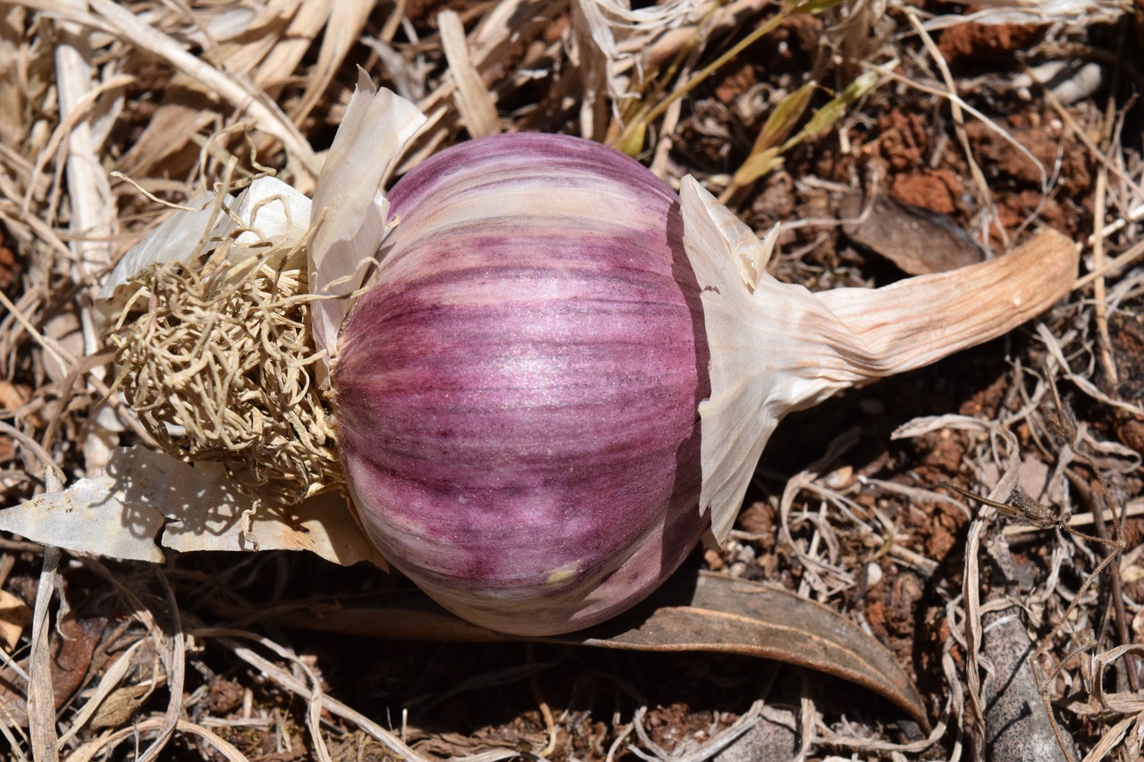 Česnakai, Violetinė, Violetinė, Gumbai, Viduržemio Jūros, Uždaryti, Sausas, Virėjas, Prieskoniai, Sveikas