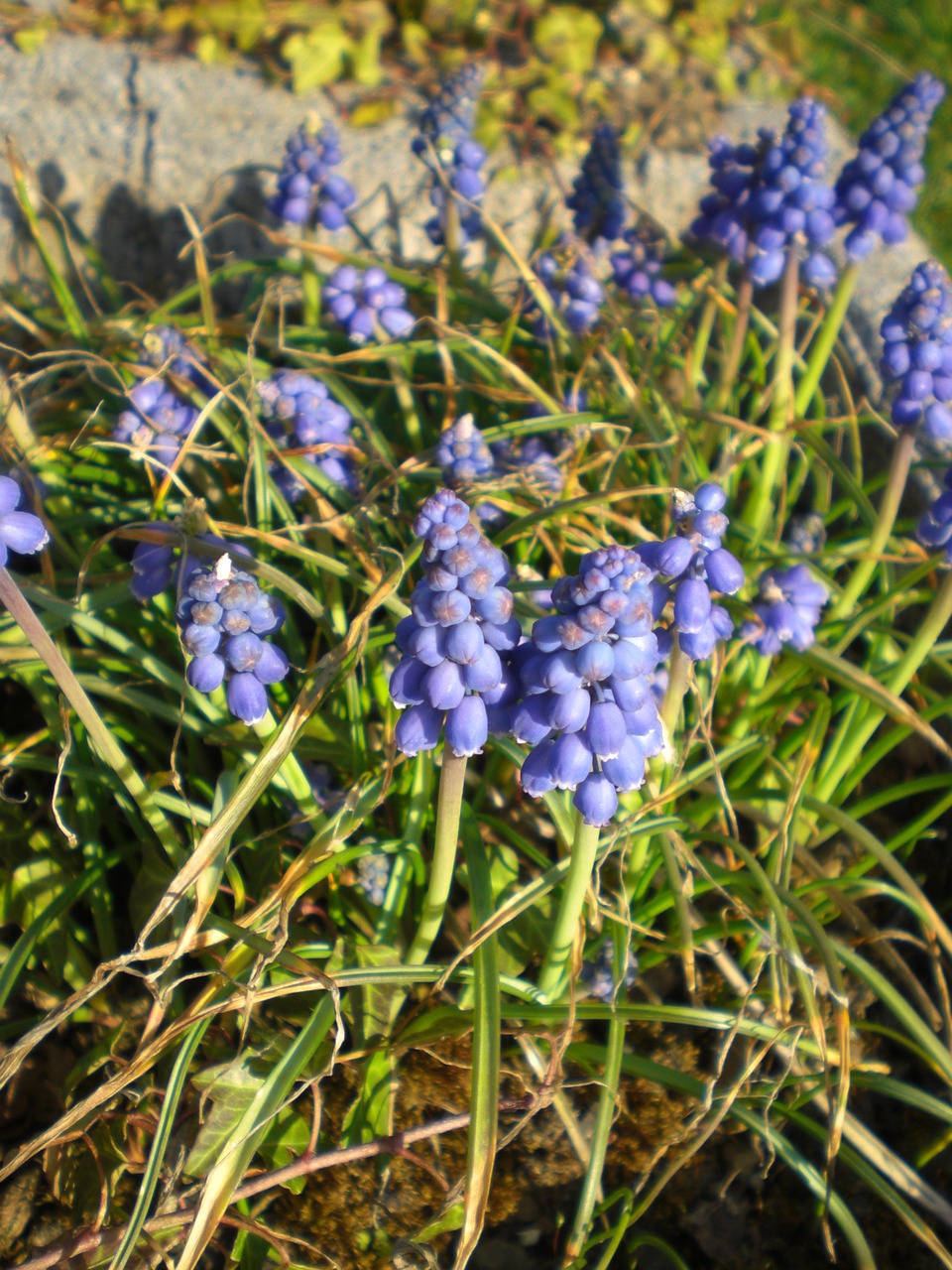 Garteblume, Muscari, Mėlynas, Gėlių Augalas, Žiedas, Žydėti, Nemokamos Nuotraukos,  Nemokama Licenzija