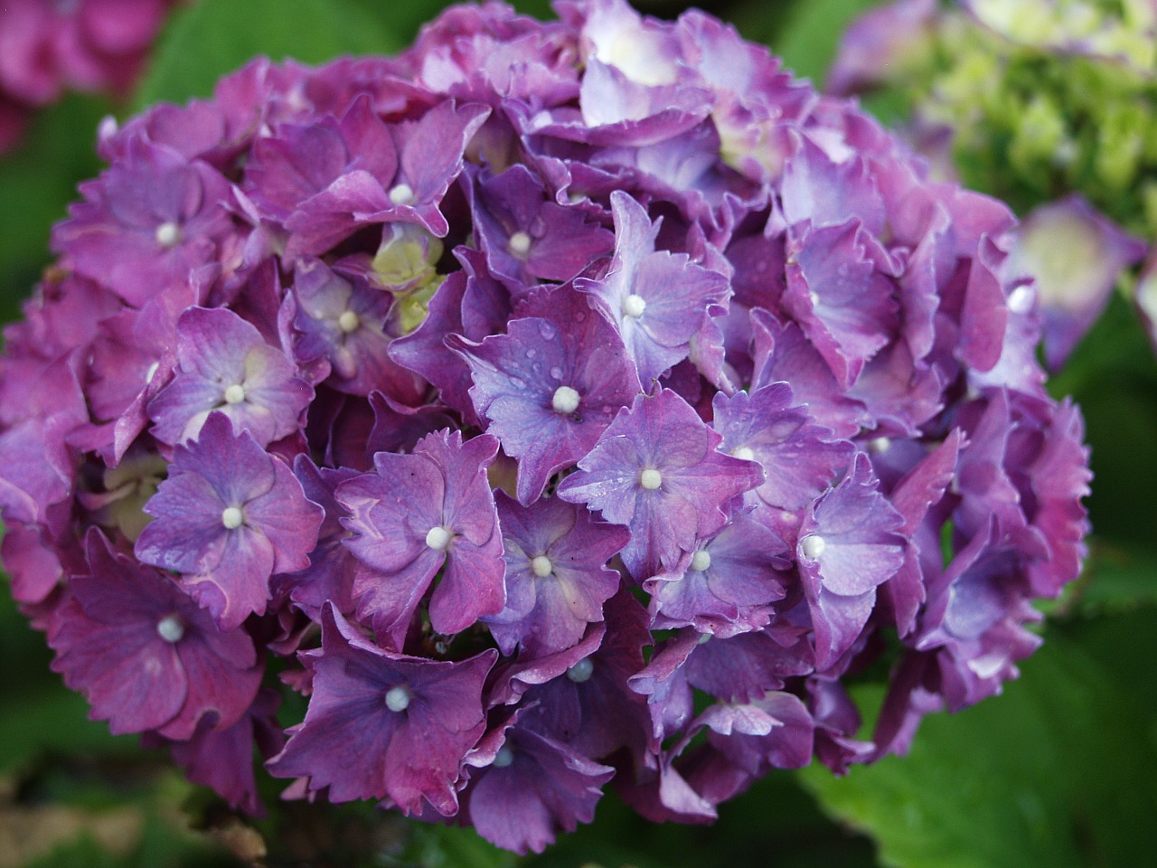 Gartenhotensie, Žiedas, Žydėti, Gėlės, Violetinė, Augalas, Violetinė, Nemokamos Nuotraukos,  Nemokama Licenzija