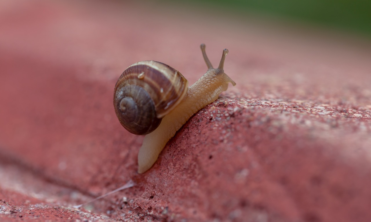 Gastropodai, Sraigė, Šliuzai, Nuskaitymo, Gamta, Nemokamos Nuotraukos,  Nemokama Licenzija