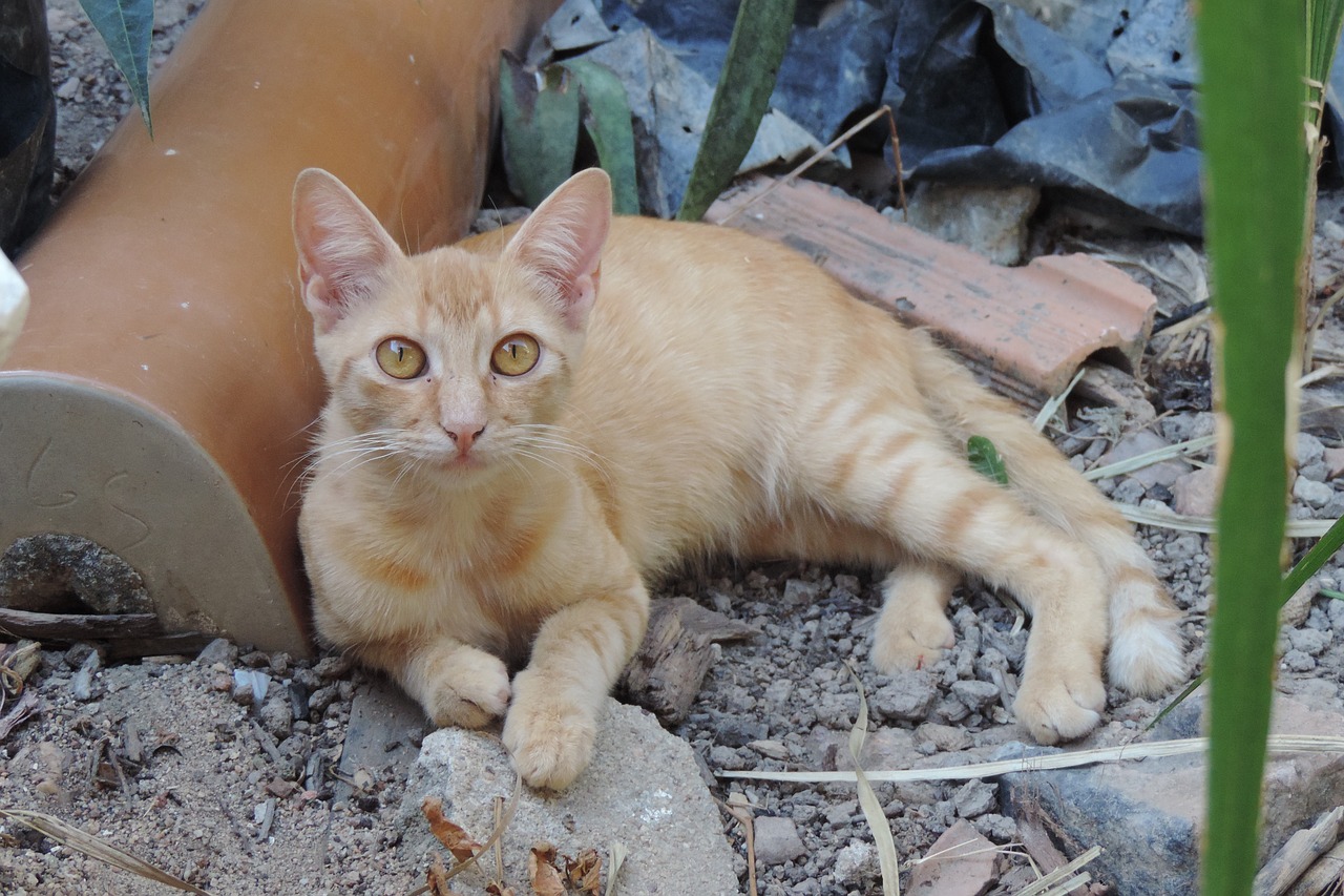 Gata,  Žinduolis,  Gyvūnas,  Kačių,  Laukinių,  Plaukuotas,  Mėsėdis,  Katė,  Hunter,  Gamta