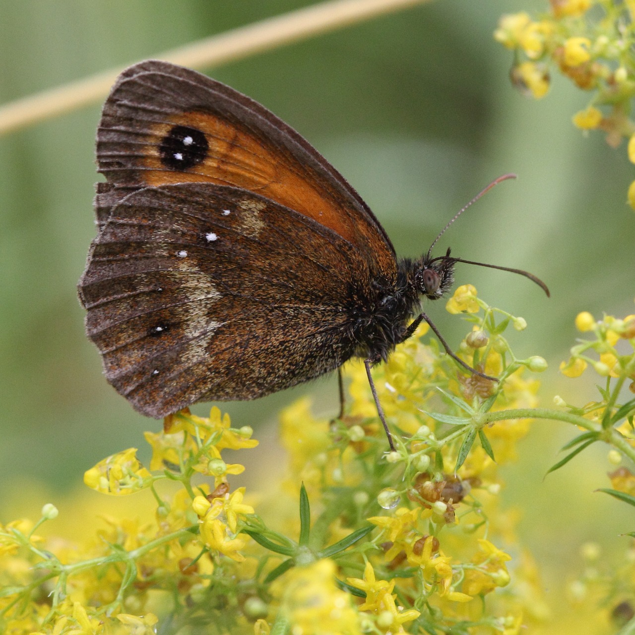 Gatekeeper, Drugelis, Vabzdys, Ruda, Vasara, Lepidoptera, Makro, Uždaryti, Britanija, Satyridae