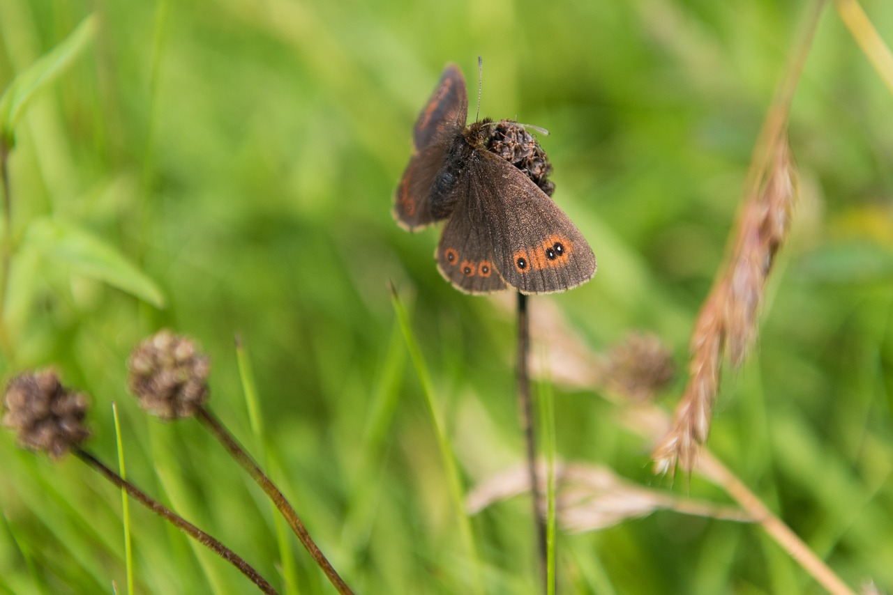 Gatekeeper Drugelis, Drugelis, Gamta, Vabzdys, Gyvūnų Pasaulis, Ruda, Žalias, Makro, Oranžinė, Gėlė