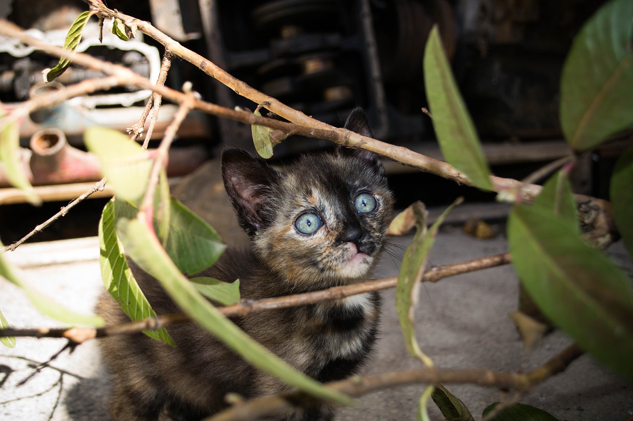 Gato, Gato Preto, Naminis Gyvūnėlis, Gyvūnas, Mielas, Kačiukas, Vidaus, Akys, Miau, Mielas