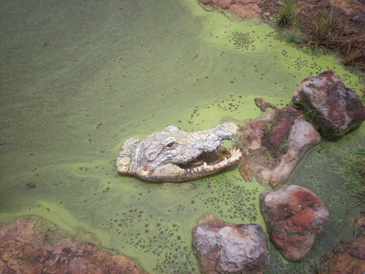 Aligatorius, Aligatorius, Pelkė, Laukinė Gamta, Gyvūnas, Gamta, Pavojingas, Plėšrūnas, Laukiniai, Amerikietis