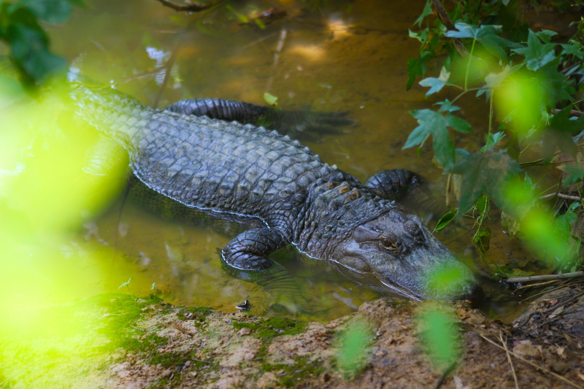 Aligatorius,  Aligatorius,  Zoologijos Sodas,  Gyvūnai,  Laukiniai & Nbsp,  Gyvūnai,  Gator Teptuku, Nemokamos Nuotraukos,  Nemokama Licenzija