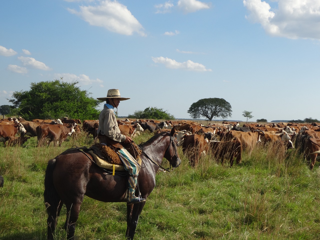 Gaucho, Argentina, Galvijai, Karvės, Nemokamos Nuotraukos,  Nemokama Licenzija