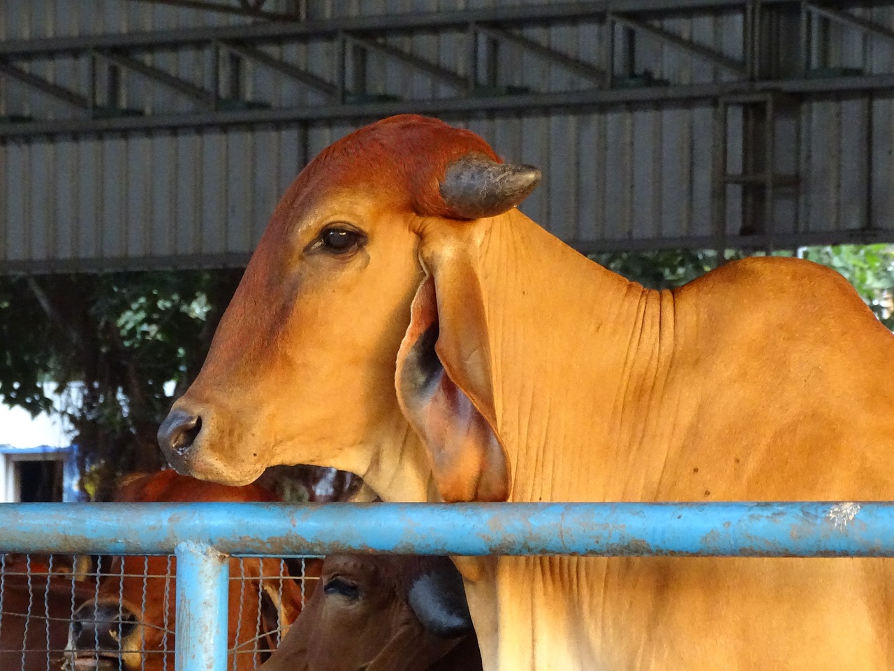 Gaumata, Indijos, Šventa Karvė, Karvė, Šventas, Tradicinis, Asija, Šventas, Gyvūnas, Kelionė