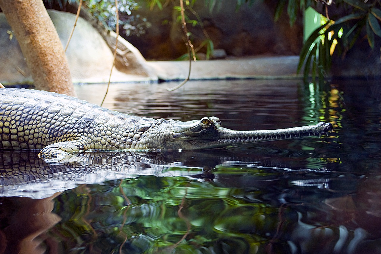 Gaviál,  Krokodilas,  Zoo,  Vandens,  Driežas,  Predator,  Vivariumas,  Pobūdį,  Gyvūnas, Nemokamos Nuotraukos