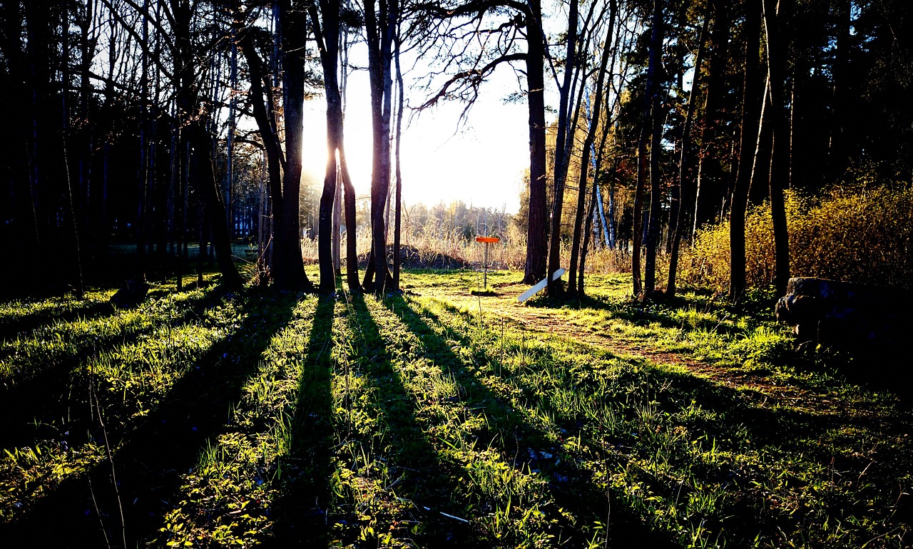 Gävle, Golfo Diskas, Frisbija, Šešėliai, Šešėlis, Gamta, Saulės Energija, Medis, Nemokamos Nuotraukos,  Nemokama Licenzija