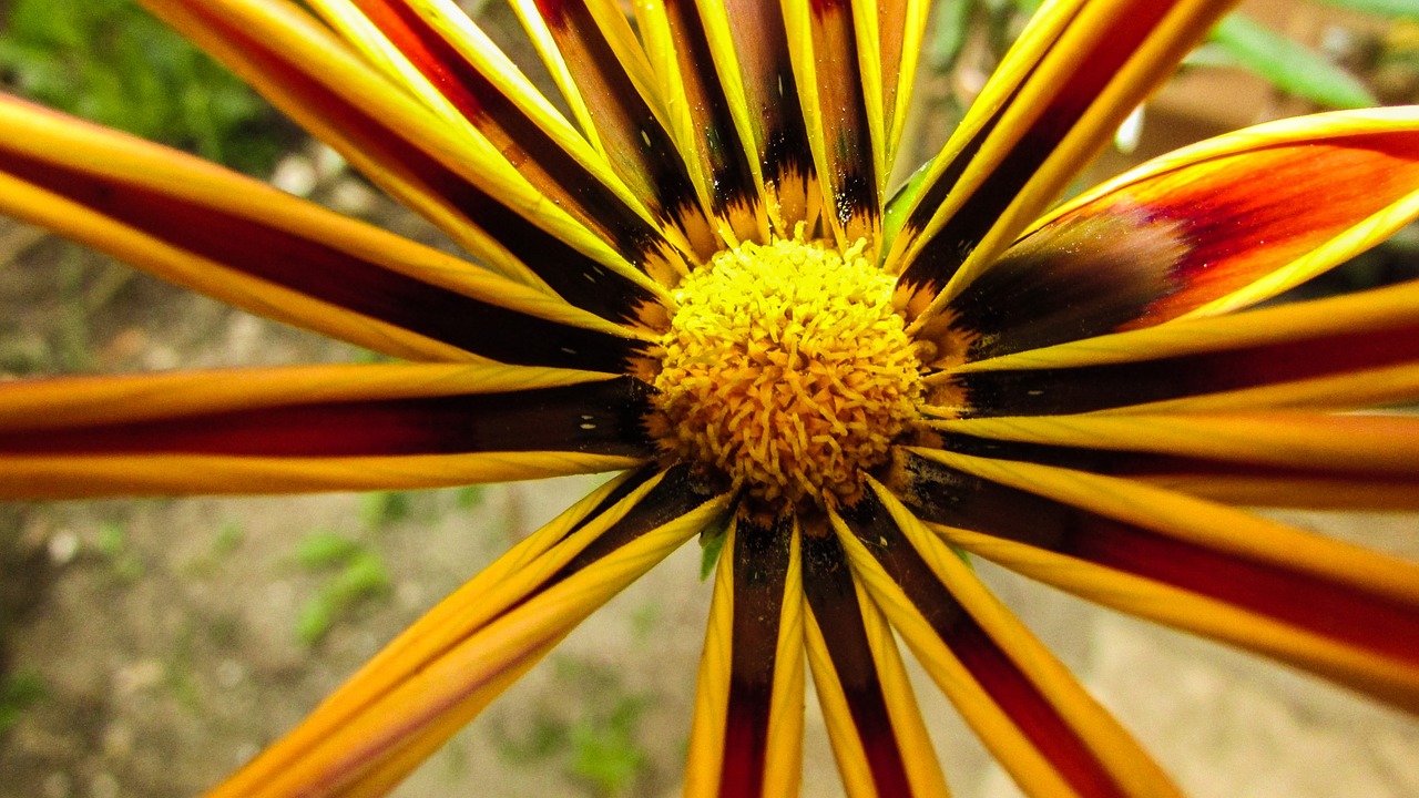 Gazania, Gėlė, Spalvinga, Gražus, Žiedas, Gamta, Pavasaris, Nemokamos Nuotraukos,  Nemokama Licenzija