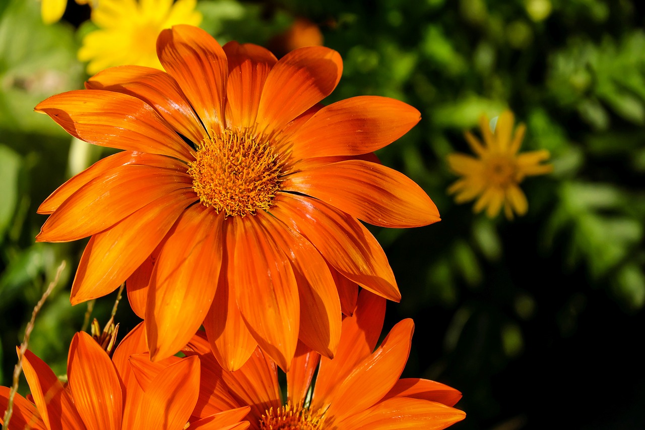 Gazania, Gėlė, Gėlės, Šviesus, Oranžinė, Dekoratyvinis Augalas, Nemokamos Nuotraukos,  Nemokama Licenzija