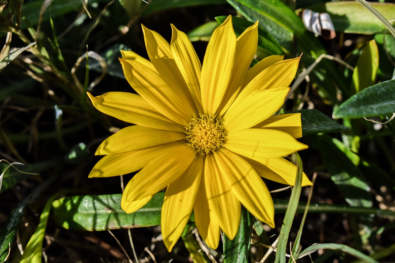 Gazania, Geltona, Gėlė, Gamta, Flora, Augalas, Sodas, Žiedlapis, Žydėti, Šviežias