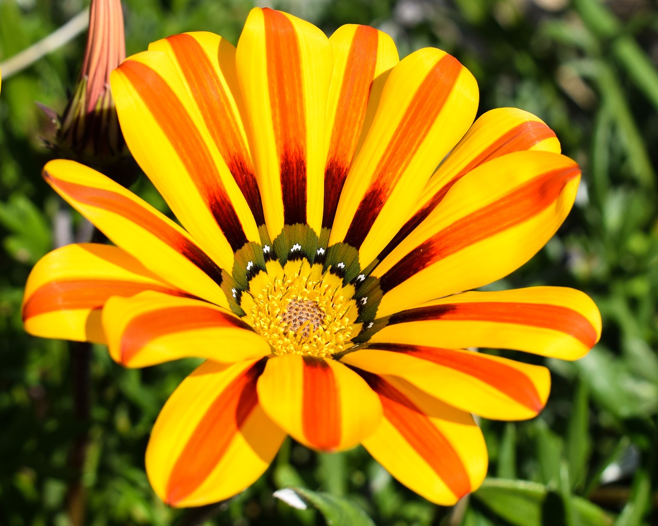 Gazania, Gėlė, Spalvinga, Gamta, Augalas, Gėlių, Pavasaris, Žiedas, Žydėti, Sodas